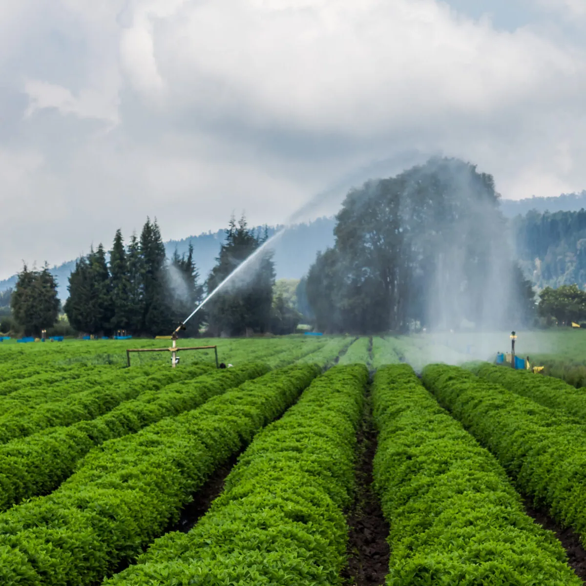 Foto de Plantar de Colombia