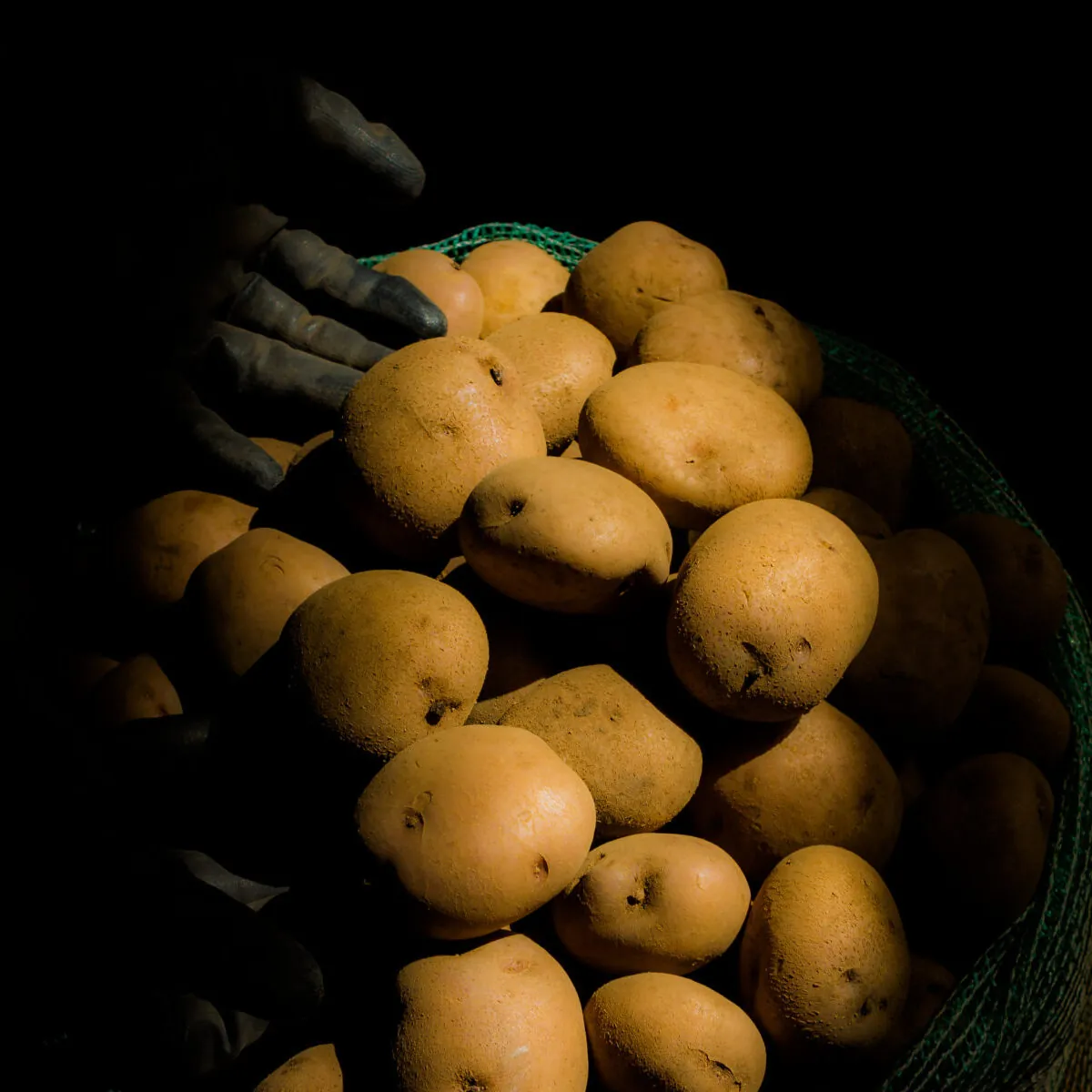 Galería Plantar de Colombia - Foto 9