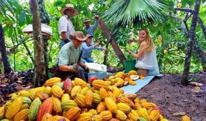 Cacao Tour