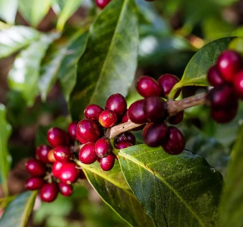 Tour del Café