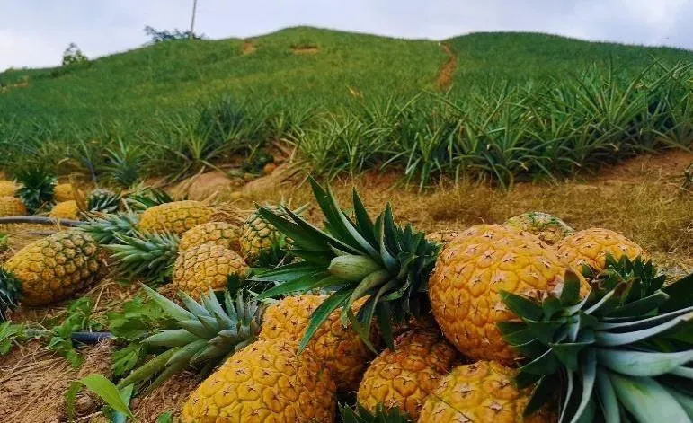 Citrus/pineapple Tour