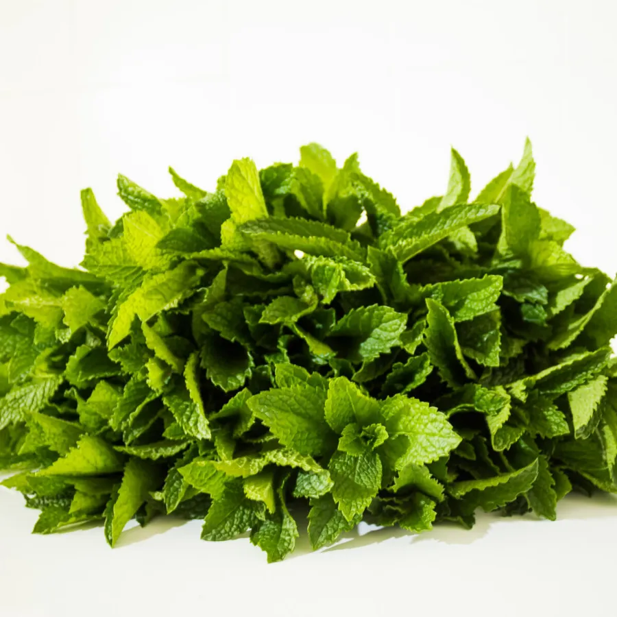 Menta fresca